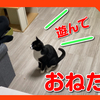 猫が遊んで欲しい時、意外なある物を持っておねだりしにきます。Things that cats bring to play.