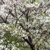 そろそろ借景の桜が咲いてもイイのだが？