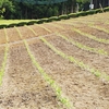 ３年目！　夏の幼木園