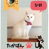 TreGattiy Marche vol.3 たかぱんさんの推し猫さん