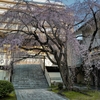 今年も普門寺で枝垂れ桜鑑賞