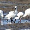 クロツラヘラサギ（鹿児島県南さつま市）