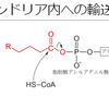 β酸化とは