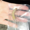 ゲジゲジが大量にいる洞窟に行ってみた