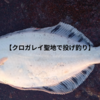 【クロガレイの聖地で投げ釣り】初日編