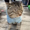 三河湖ワカサギ桟橋🐱動画のご紹介✌️