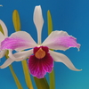 C.purpurata f.flamea`Orchid Crown&#039;