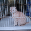 出会った猫＆今日のランチ＆余談「なぜ働くのか？」