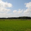秋色を満喫しながら歩く