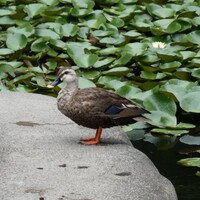カモカモ　と　お散歩　カモ！　