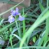 今日の庭〜薄紫とつぼみたち