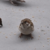 ベランダ食堂のヒナチュン