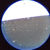 白一柳刃極小ハマグリの顕微鏡画像