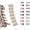 頸椎4番の不思議。