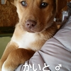 保護子犬 かいととふじの飼い主さんを募集しています