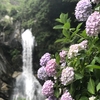 紫陽花お守りと母の日のプレゼント