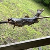【那須・塩原旅行_4】 秘境の釣り場でニジマス爆釣体験！子供も大人も大興奮の一本杉渓流魚センター🐟✨