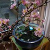 梅は咲いたか、桜はまだかいな。