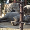 しつこく今年も目指しますよコンプリート！　〜②上野動物園　その２