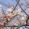 宮野運動公園の桜並木(富山県黒部市)