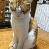 コタツの上が床暖房😽