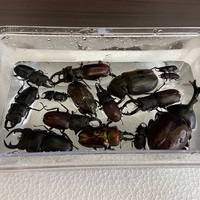 カブトムシ・クワガタムシ標本、標本箱作り方！！ - おやじ情報