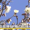 山江村の淡島神社　梅の花咲く　【熊本】