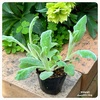 ラムズイヤーの苗を植え替えたら根切り虫が！