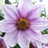 コウテイダリアの花