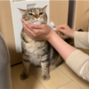 ブラッシングをしてあげましたあんころもち編