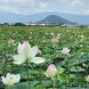 大和三山とのコラボが絶景！２０１９年藤原京跡の蓮の開花レポート♪（２０２０年の花の情報有）