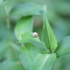 露草に三条蝸牛