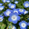 【子育てとは】「ひと花咲かせる」の前にやるべき大事なこととは