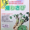 ホームセンターで見つけた「畑わさび」を土耕栽培しています。わさび好きの私としては是非とも収穫したい野菜です