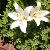 足の指の骨折を振り返る　その12