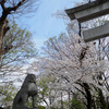 府中市 大國魂神社の桜が見頃になっています