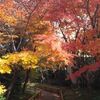 板橋区南蔵院の紅葉・観楓会という北海道弁