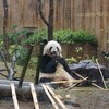 10月28日～11月3日(上野動物園・パレスサイドビル、竹橋・銀座散歩）