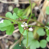 (266) Cardamine hirsuta