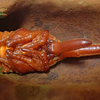 ヘラクレスオオカブト雄の蛹を撮影（２０１９　０３１８）