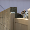 近隣住宅街のねこさん