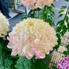 菊花展