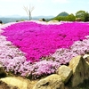 花夢の里（かむのさと）の花風景 ① （広島県世羅郡世羅町）