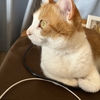 パソコンの後ろからひょっこり茶白の🐯猫ちゃん。