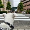 ウールだまり