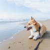 千里浜なぎさドライブウェイが夏の犬との海遊びに最適だった