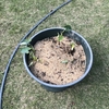 サトイモを定植しました