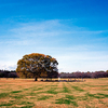 昭和記念公園 w/ Zeiss Ikon ZM & Biogon T* 2.8/28 ZM