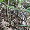 肴の山菜料理【ワラビ】