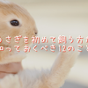 うさぎを初めて飼う方が知っておくべき12のこと